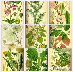 植物提取物是食品添加劑還是食品？深度解析其身份與研發意義
